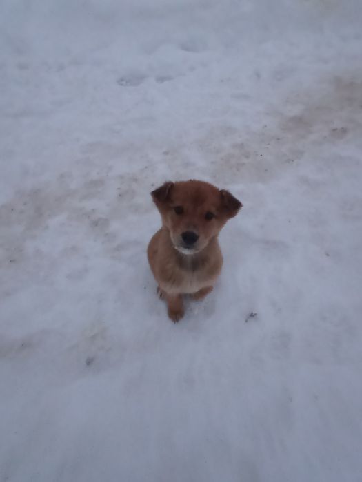 Ищем дом щенкам холодно