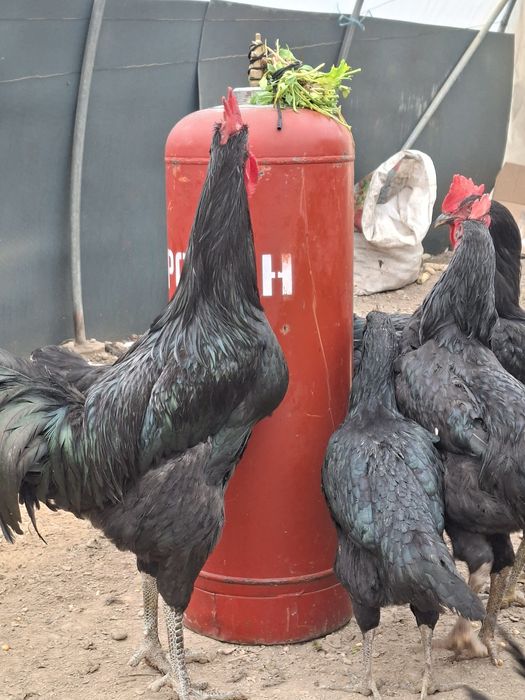 Кора шахзода хуроз. Эски зот.