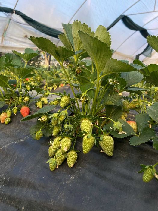 Stoloni căpșuni remontante