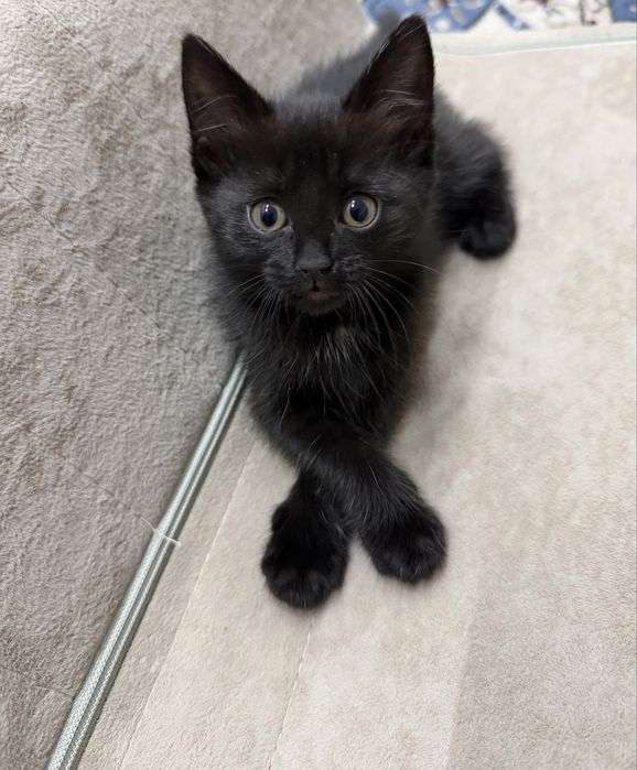 Отдам котят в добрые руки