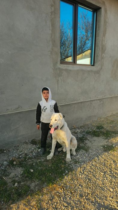 Хорошоя собака .