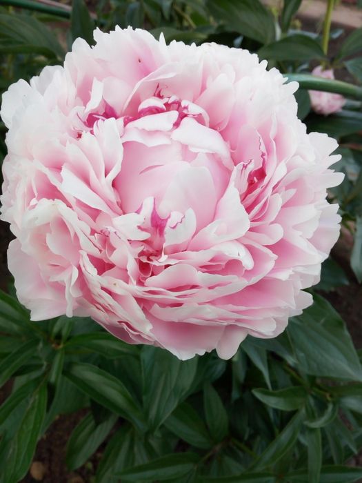 Продам деленки сортового пиона.