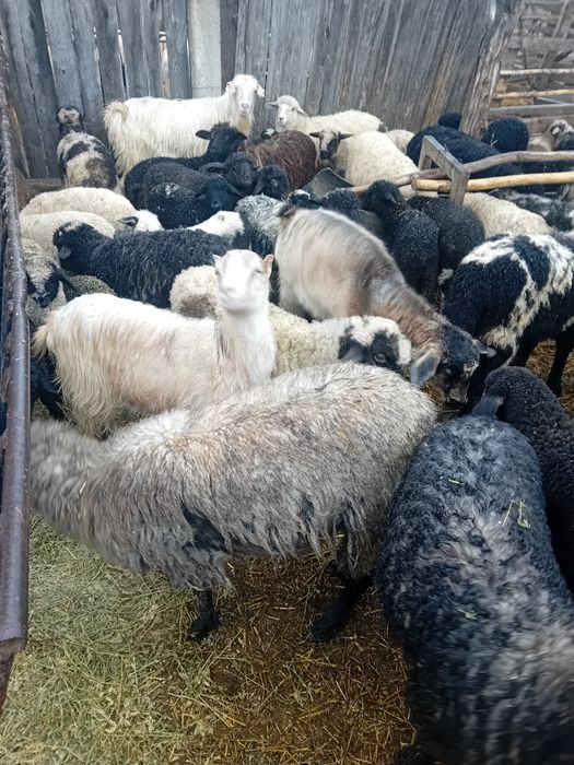 Miei de vanzare celaru