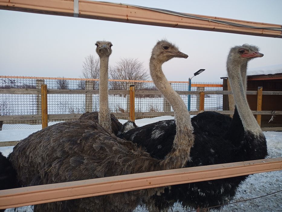 Vand struti Africani