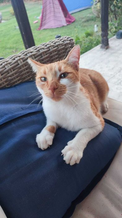 Котки давам безплатно.