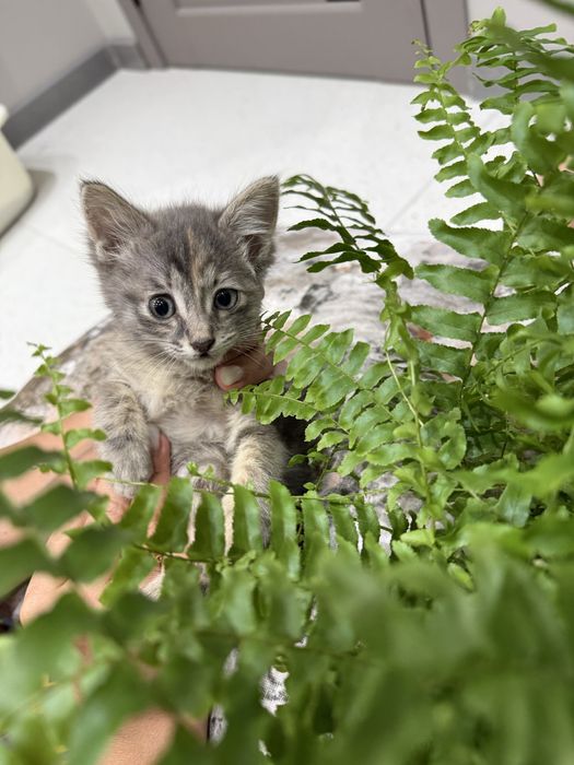 Котенок ласеовые девочки
