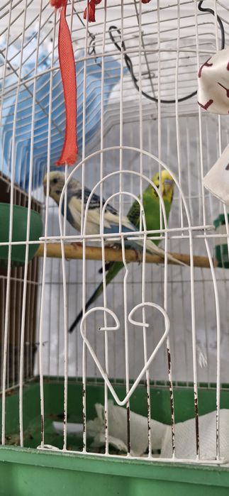 Продаётся два попугай вместе с клеткой и с кормом, мальчик и девочка
