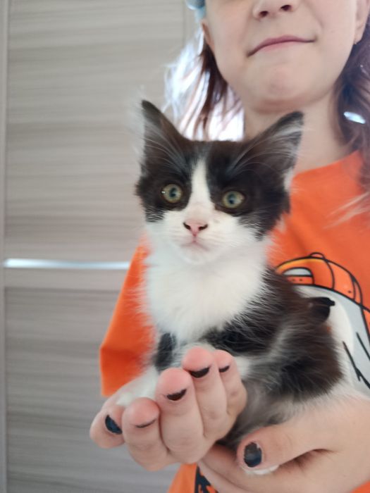Котенок, девочка, 2 месяца