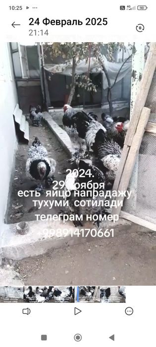 Жужалар сотилади