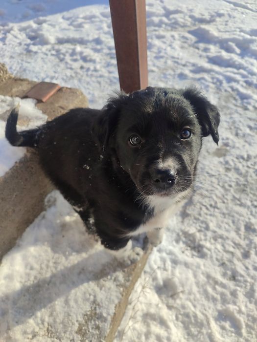 Отдам щенка девочка