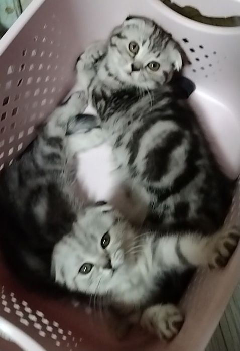 Скоттиш фолд. Девочки.