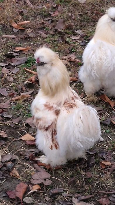 Cocosi Mãtase Japonezǎ