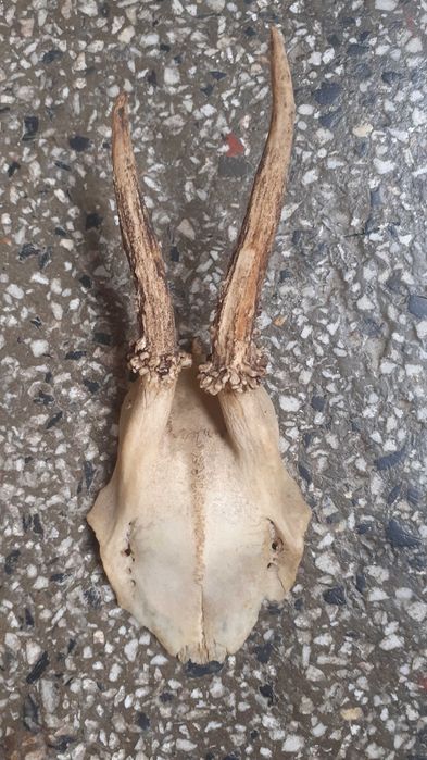 Еленови рога - 2 броя (малки,с част от черепа)