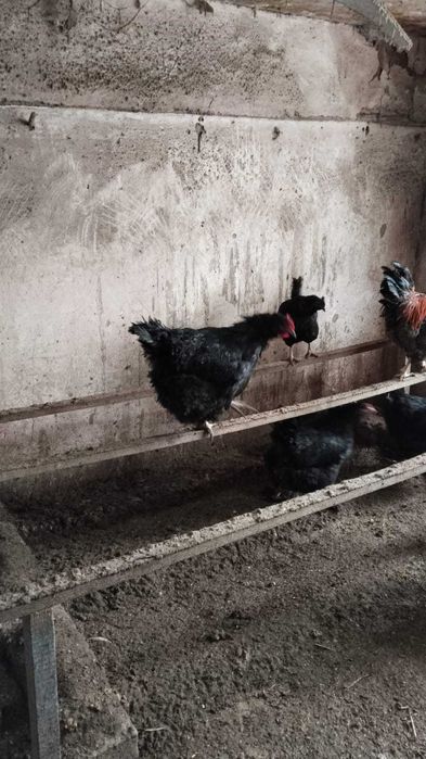 Большие черные курицы