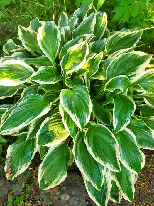 Продажа: Цветы и растения для сада