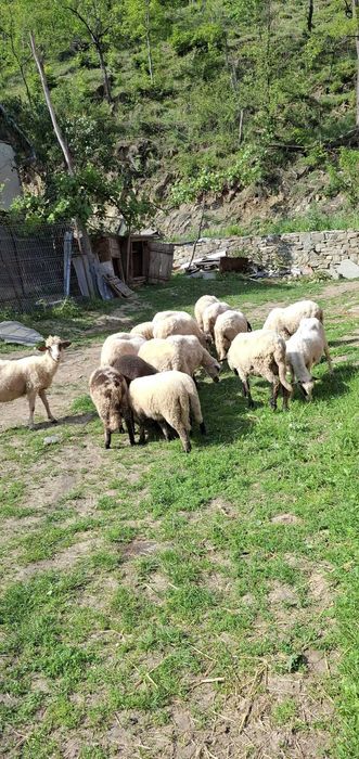 Oi și miei de vânzare