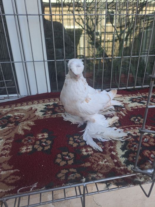 Голубка гульбдам