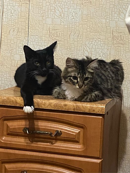 В хорошие руки (3 кошки и 1 кот)