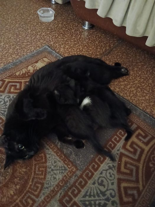 Отдам котят в добрые руки