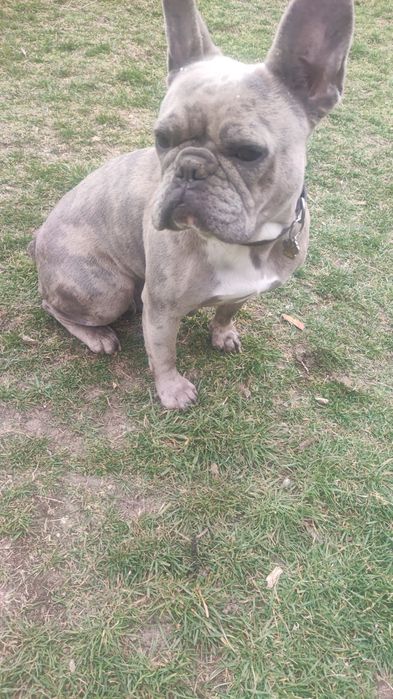 Френски булдог ..