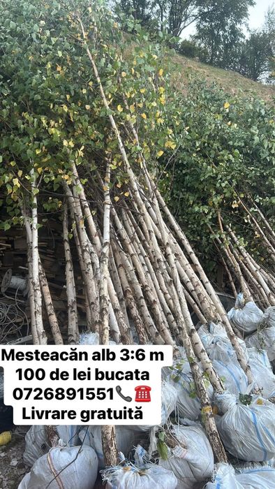 Copacii ornamentali mesteacan alb 3/6 m