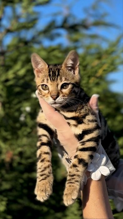Элитни бенгалски котенца с родословие -снежен,сребърни,кафяви,сини(WCF)