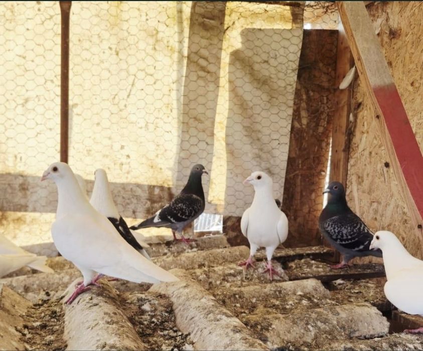 Porumbei de vanzare