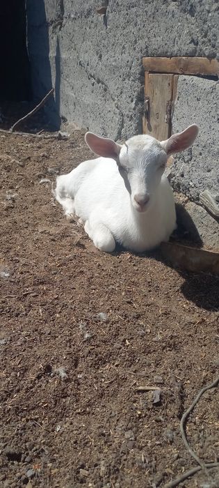 Зааненскач козочка.