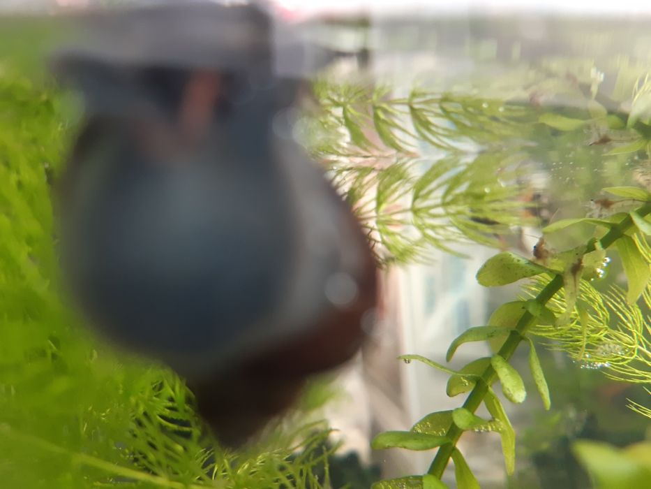 Прозрачные креветки