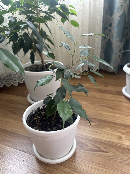 Комнатные цветы Фикусы
