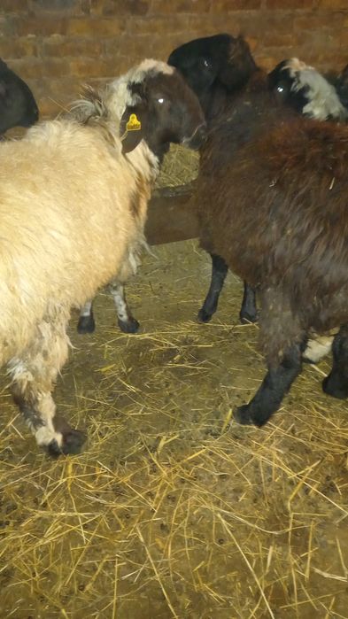 Баран кошкарик на развод