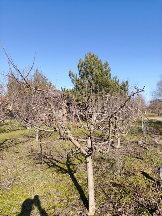 Taieri pomi fructiferi / viță de vie