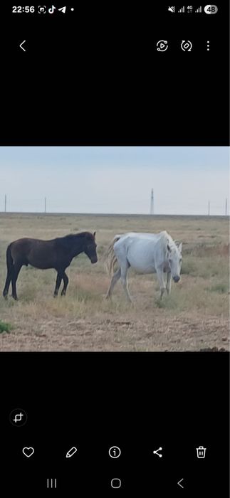 Құлынды бие сатылады