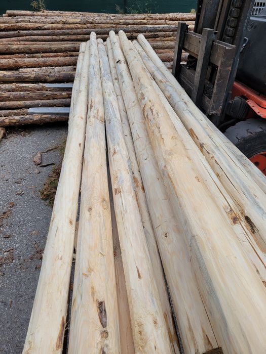 Ритловици иглолистни (чам)