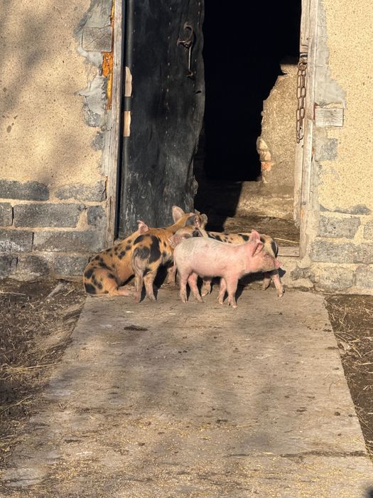 Поросята месячные