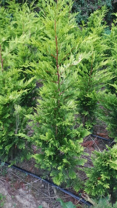Leylandii Gold Rider