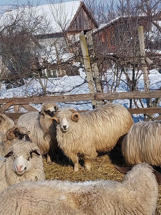 Vand 1 berbec jud Mures Comuna adamus sat cornesti