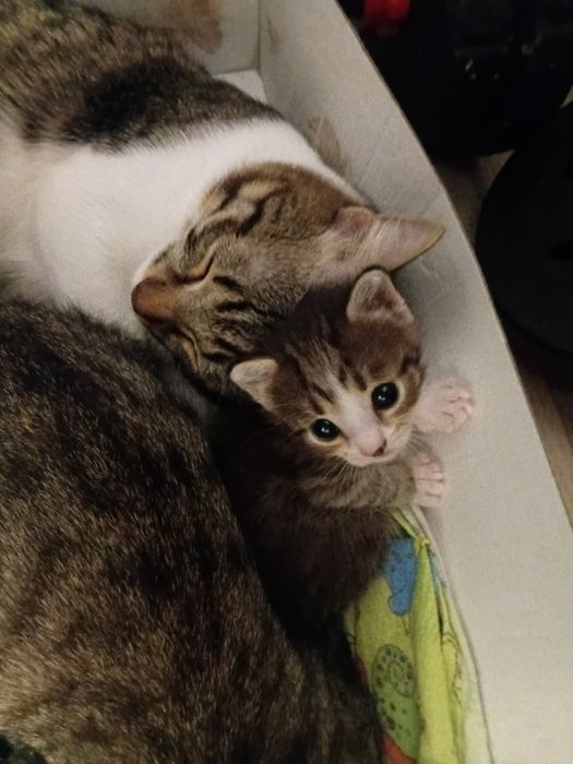 Отдам милых котят в добрые руки