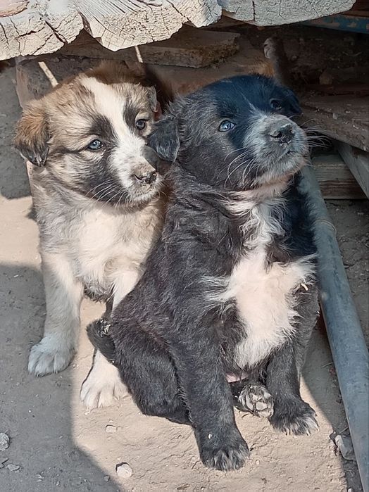 Кушиклер кыз бари бесплатный кимге керек алын керек болса