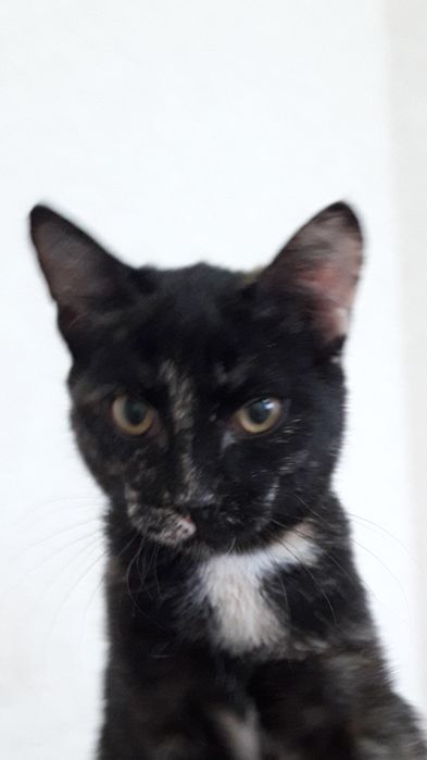 Пристраиваем молоденькую кошечку