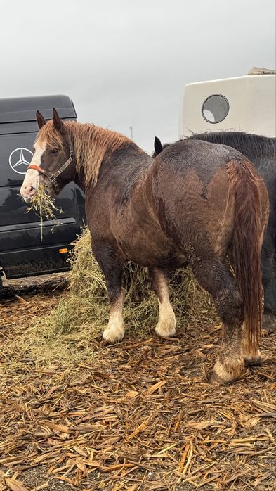 Vand iapa de 3 ani rasa breton