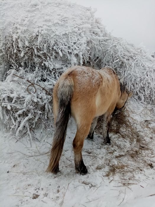 Бие сатылады буаз