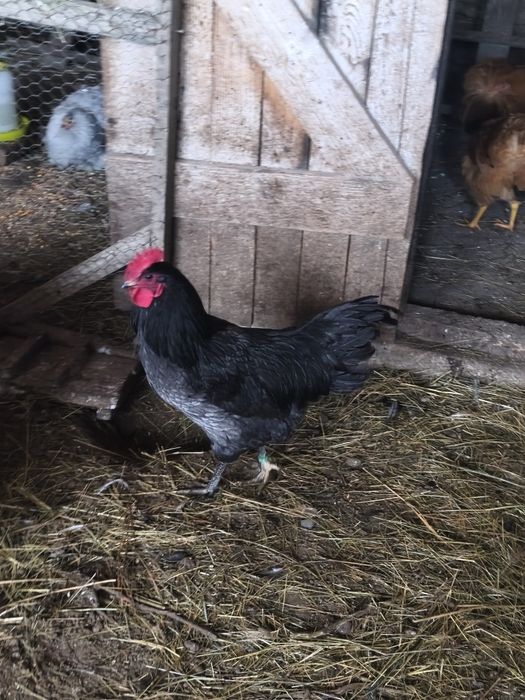 Vând cocoși Australorp