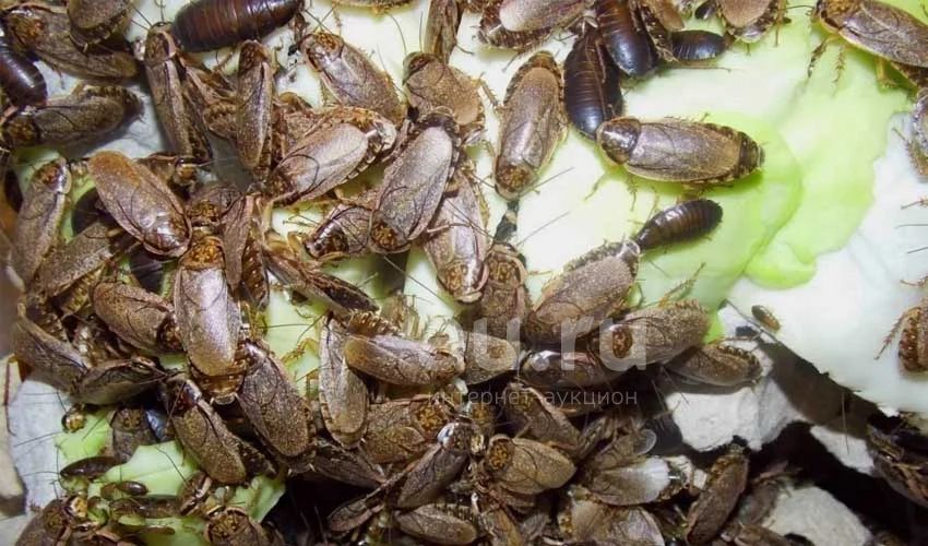 Мраморные тараканы