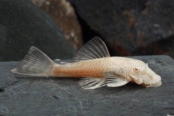 Сомик анциструс.