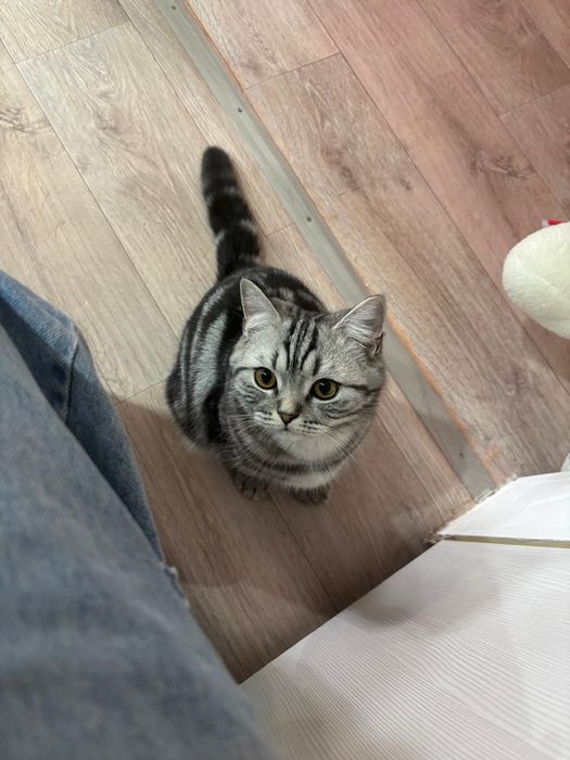 Продадим кота шотландец