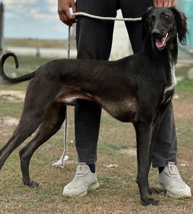 Арлан 3 жас                  .