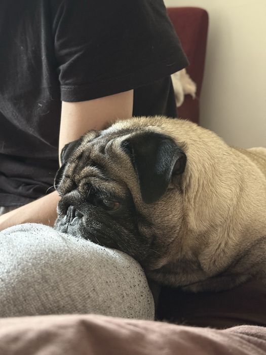 mops pops для вязки