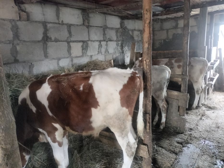 Продам телят бычки сименталы