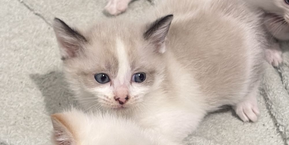 Котёнок красивая девочка